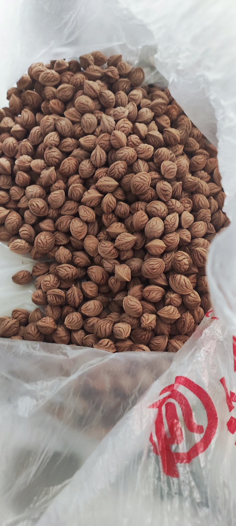 秦岭山脉末端洛河大山里的礼物