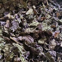 大批量批发干紫苏叶