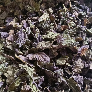 大批量批发干紫苏叶