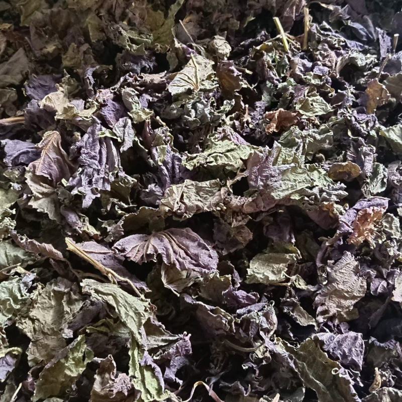 大批量批发干紫苏叶
