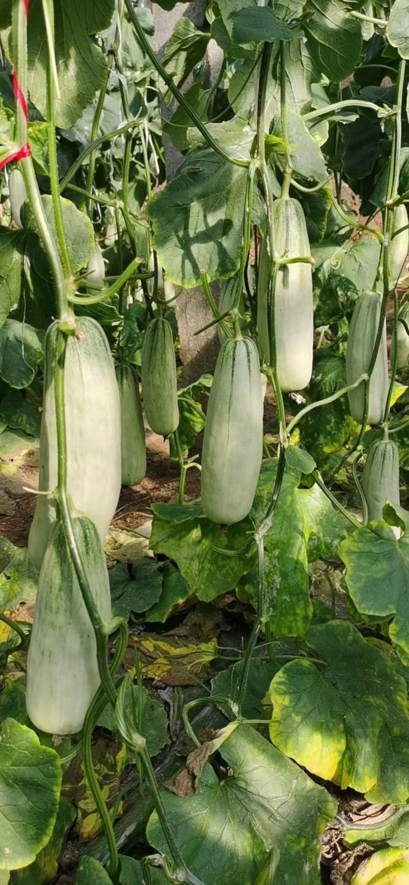 羊角蜜博洋61全国主产区赶集电商商超一手货源