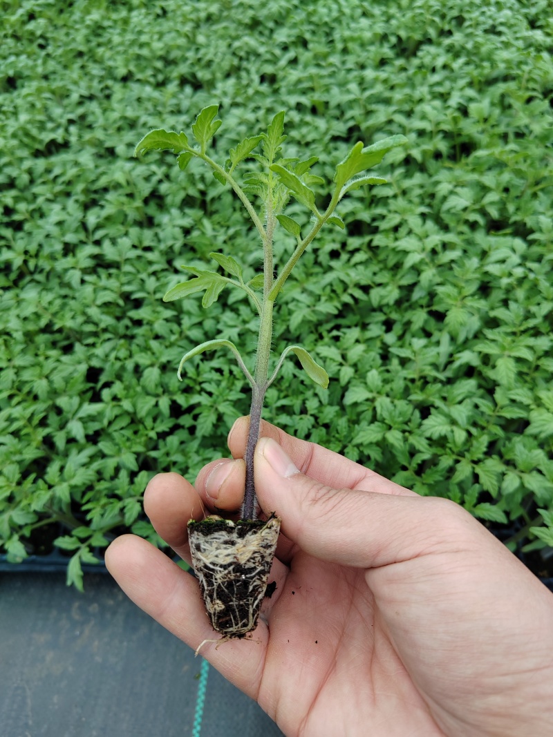 大红西红柿秧苗