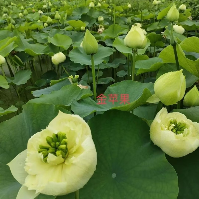 2026精品荷花苗热卖