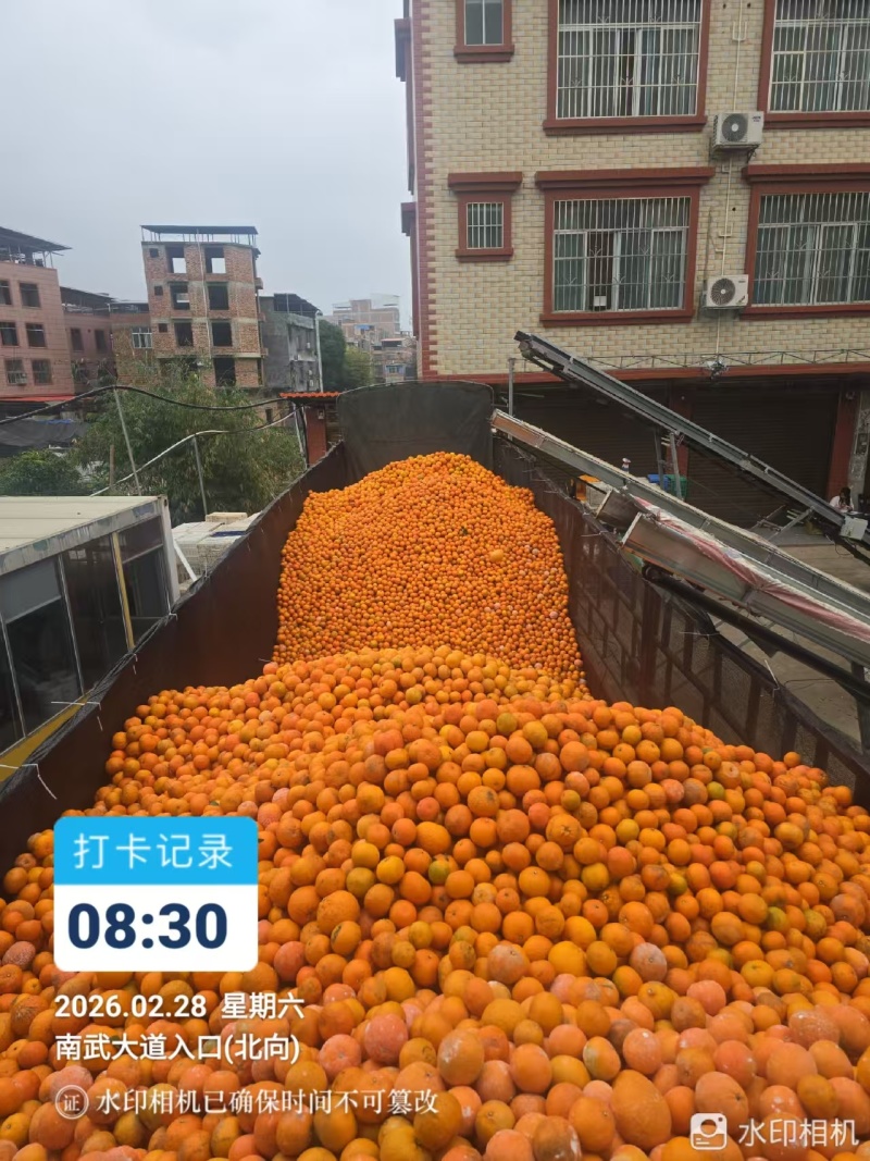 沃柑饮料果，榨汁果广西武鸣，需要的果汁厂家可以联系我