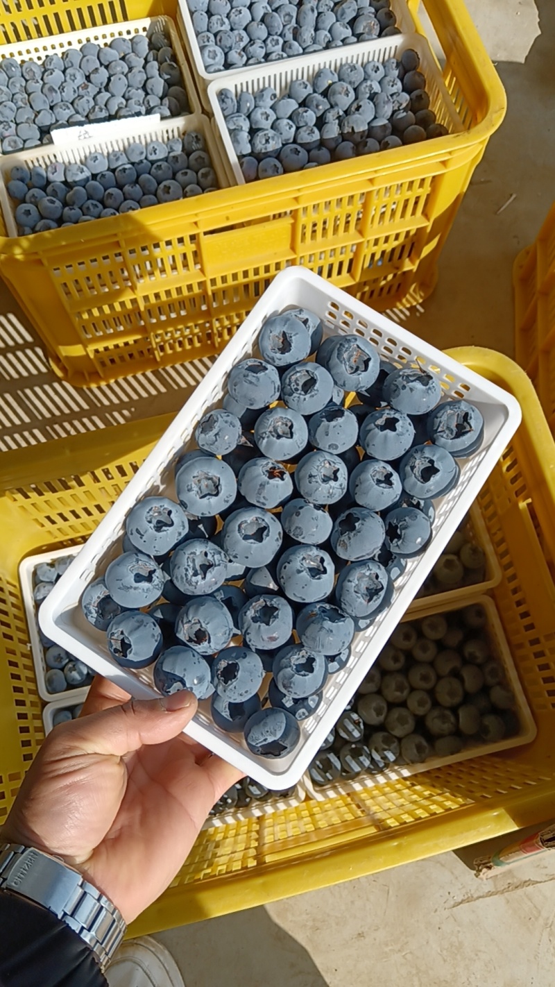 L11口感香甜.现摘现发产地一手货源对接市场电商团购超市