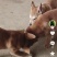 中华田园犬在家养在小区一套房内自家生的狗崽子出售可私聊来