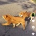 中华田园犬在家养在小区一套房内自家生的狗崽子出售可私聊来