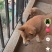 中华田园犬在家养在小区一套房内自家生的狗崽子出售可私聊来