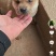 中华田园犬在家养在小区一套房内自家生的狗崽子出售可私聊来