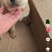 中华田园犬在家养在小区一套房内自家生的狗崽子出售可私聊来