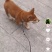 中华田园犬在家养在小区一套房内自家生的狗崽子出售可私聊来