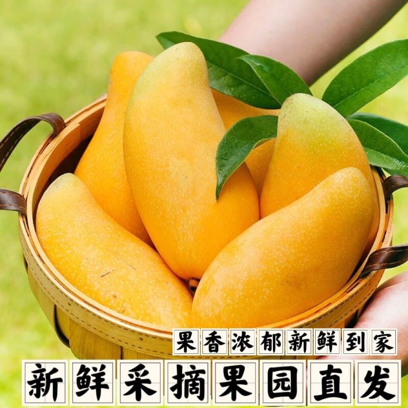 一件代发海南金煌芒对接电商平台社区团购