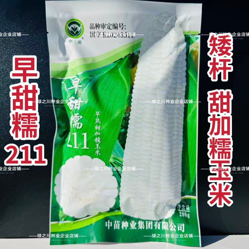中苗早甜糯211玉米种子矮杆大棒早熟甜加糯玉米种子白甜糯