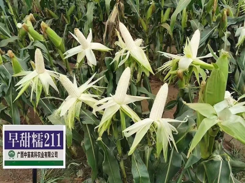 中苗早甜糯211玉米种子矮杆大棒早熟甜加糯玉米种子白甜糯