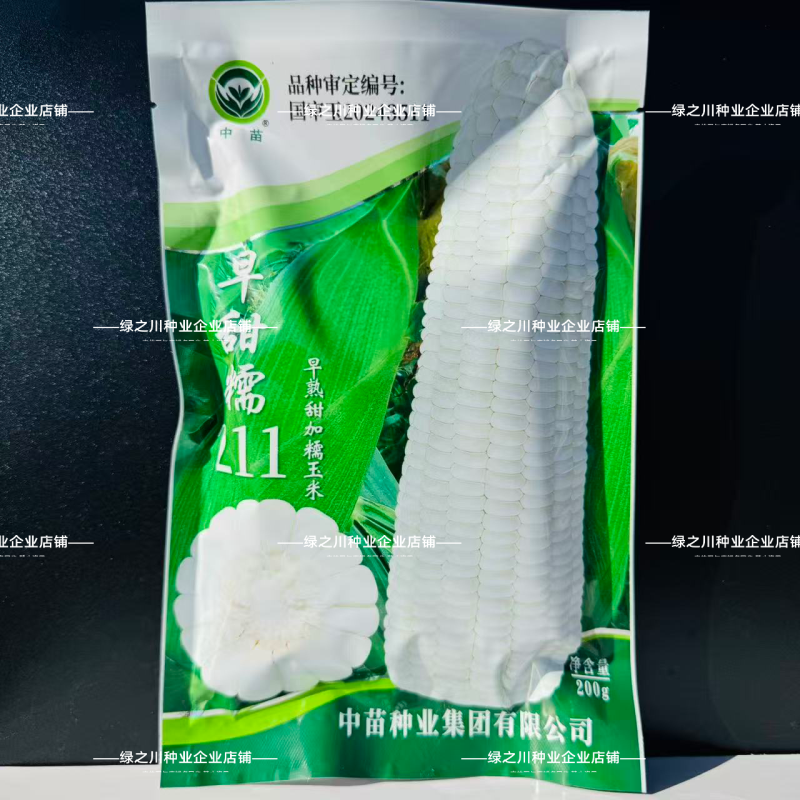 中苗早甜糯211玉米种子矮杆大棒早熟甜加糯玉米种子白甜糯