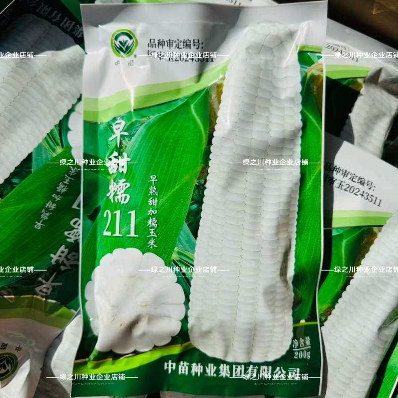 中苗早甜糯211玉米种子矮杆大棒早熟甜加糯玉米种子白甜糯