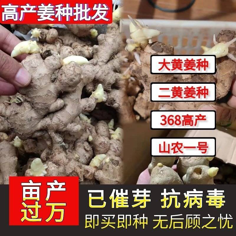 急售！生姜种子批发/已催芽即买即种【大/二黄姜种/山农】