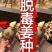急售!生姜种子批发/已催芽即买即种【大/二黄姜种/山农】