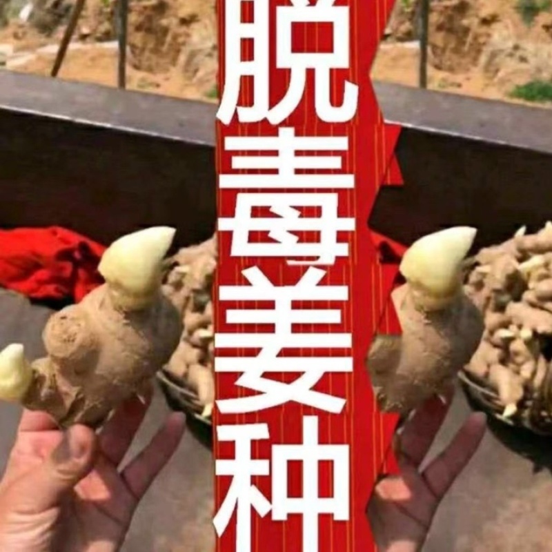 急售！生姜种子批发/已催芽即买即种【大/二黄姜种/山农】
