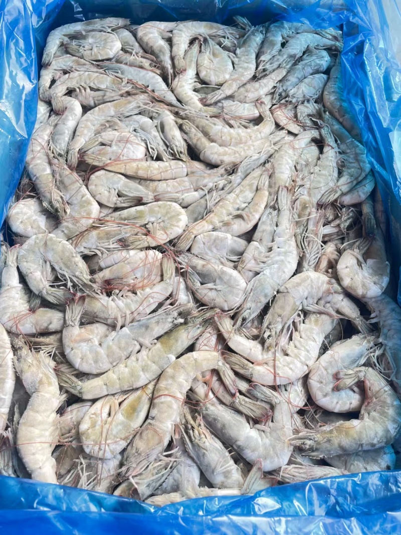 卡玛大板海虾，净重24斤，高品质低价，欢迎咨询