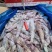 卡玛大板海虾，净重24斤，高品质低价，欢迎咨询
