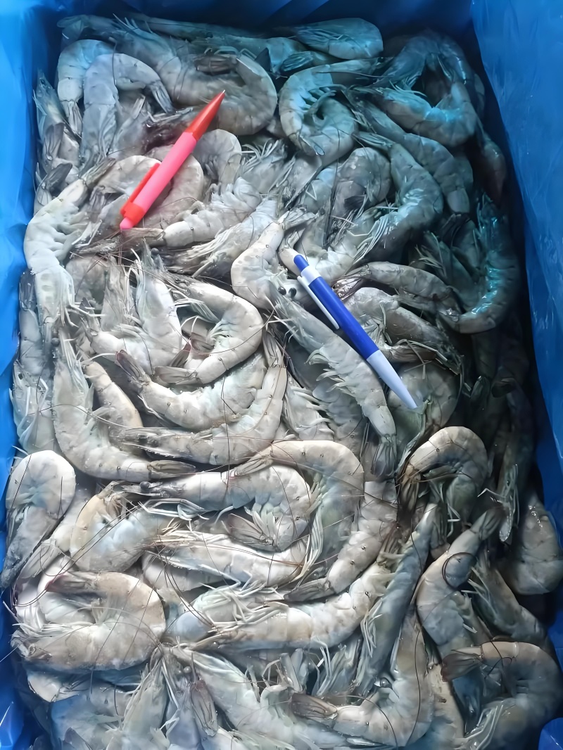 卡玛大板海虾，净重24斤，高品质低价，欢迎咨询
