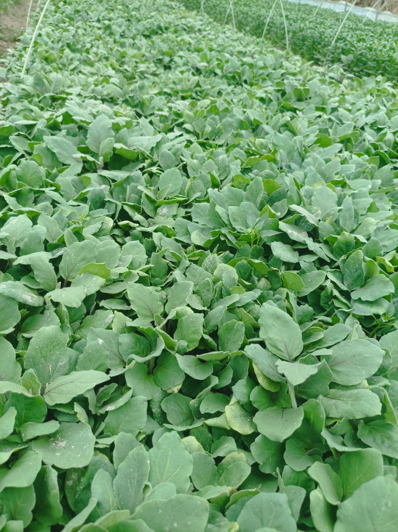 茄子苗，红长茄，地苗，穴盘苗
