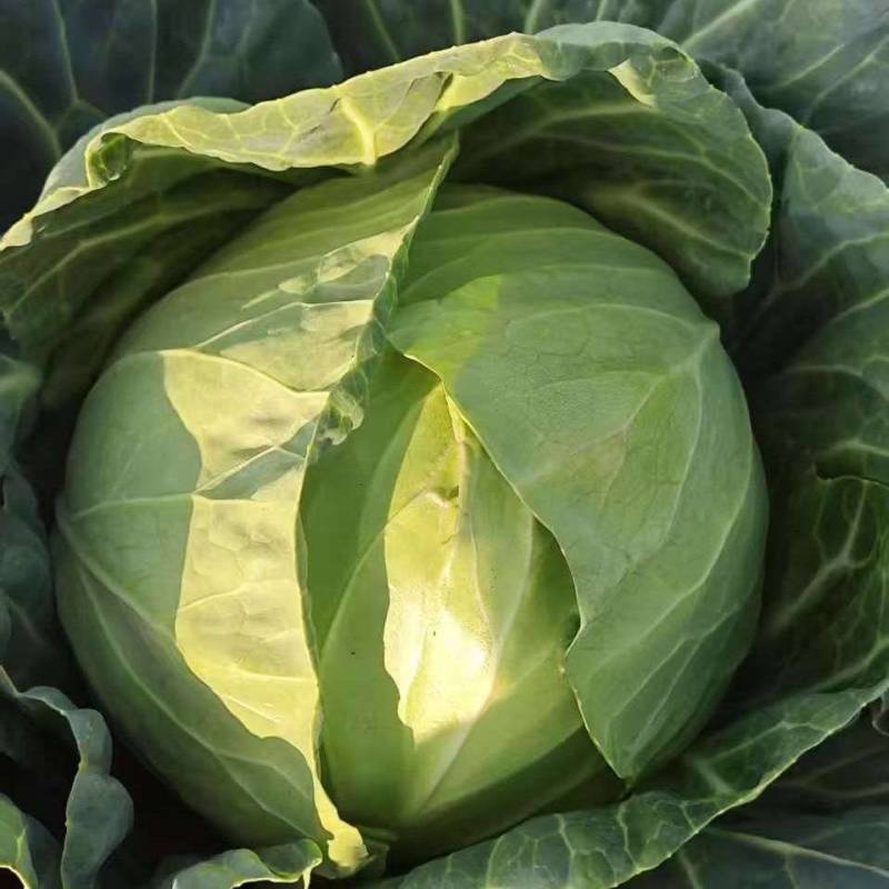 云南甘蓝一手货源2-4斤大量出货中