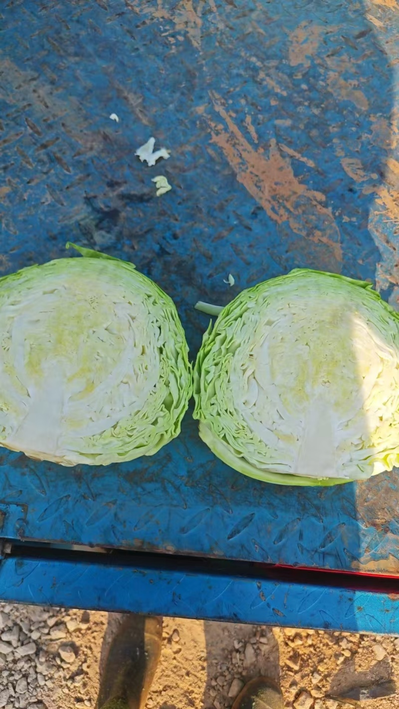 云南甘蓝一手货源2-4斤大量出货中