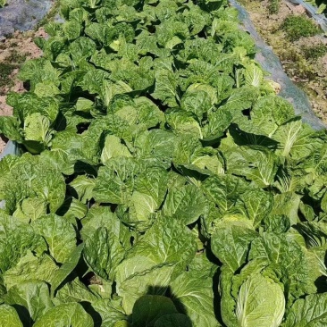 浙江黄心大白菜特惠上市