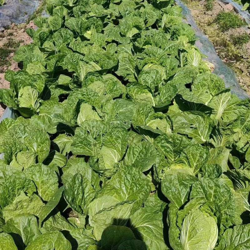 浙江黄心大白菜特惠上市