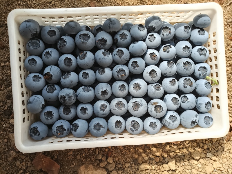 蓝莓