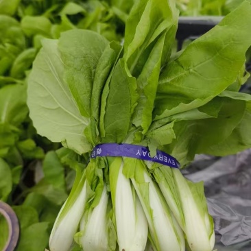 奶油小白菜
