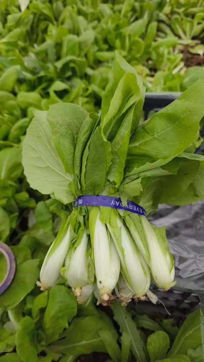 奶油小白菜