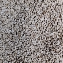 自产优质白芝麻颗粒保满品质好无杂质一吨货不零卖可上门收购