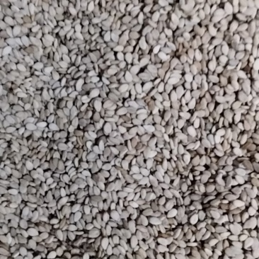 自产优质白芝麻颗粒保满品质好无杂质一吨货不零卖可上门收购