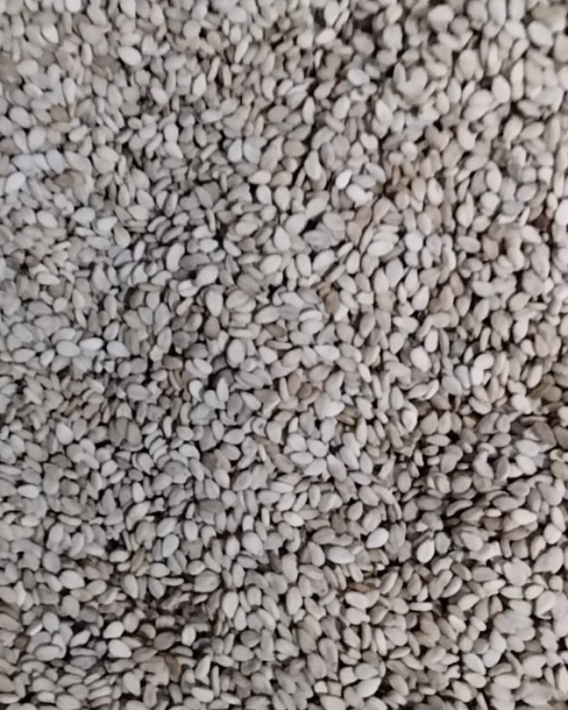 自产优质白芝麻颗粒保满品质好无杂质一吨货不零卖可上门收购