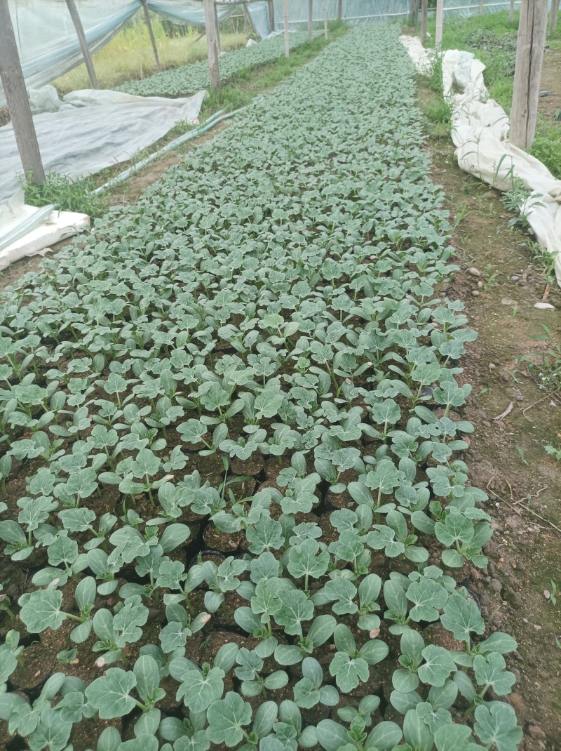 蔬菜苗苦瓜丝瓜黄瓜大瓜南瓜东瓜西瓜