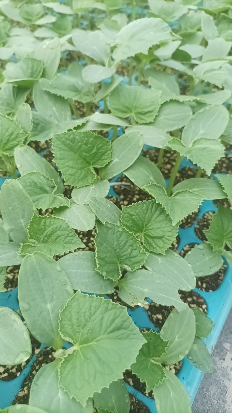 蔬菜苗苦瓜丝瓜黄瓜大瓜南瓜东瓜西瓜