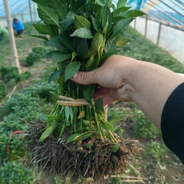 基地直供二荆条，八号线椒苗牛角椒苗螺丝椒苗茄子苗