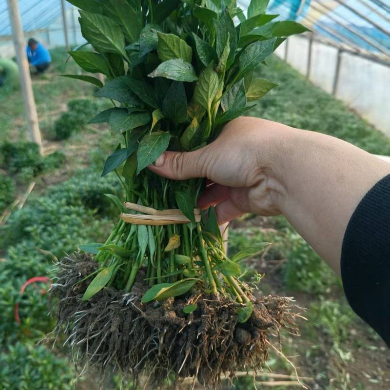 基地直供二荆条，八号线椒苗牛角椒苗螺丝椒苗茄子苗