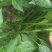 基地直供二荆条，八号线椒苗牛角椒苗螺丝椒苗茄子苗