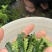 清香木（叶子）