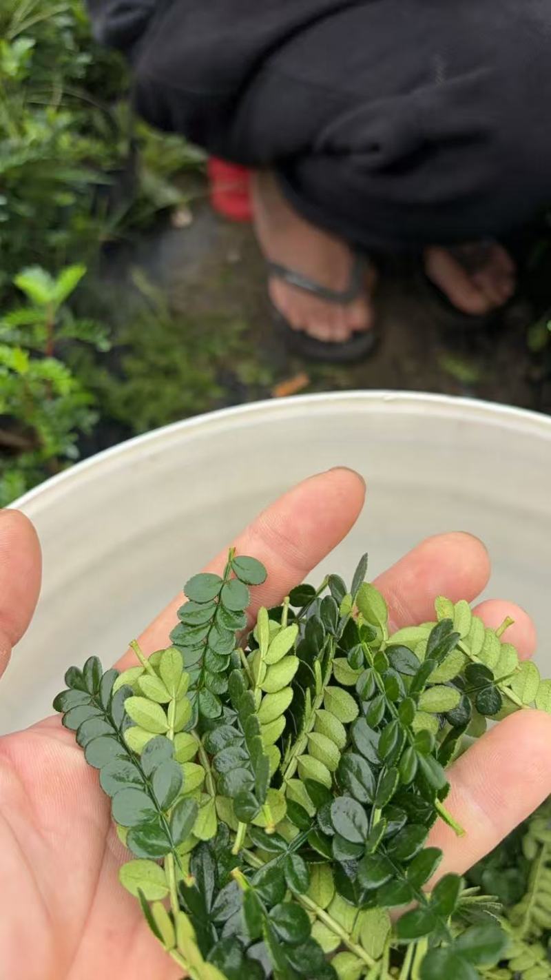 清香木（叶子）