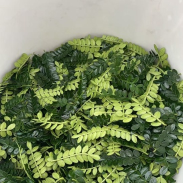 清香木（叶子）