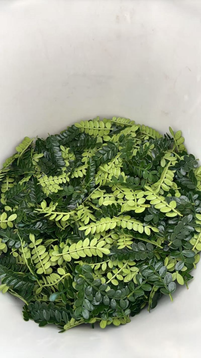清香木（叶子）