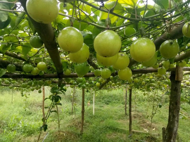 黄金百香果九号嫁接苗/