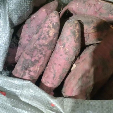 千亩窖藏货红薯