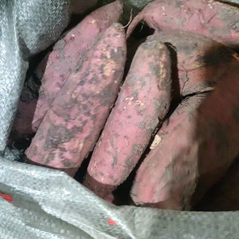 千亩窖藏货红薯