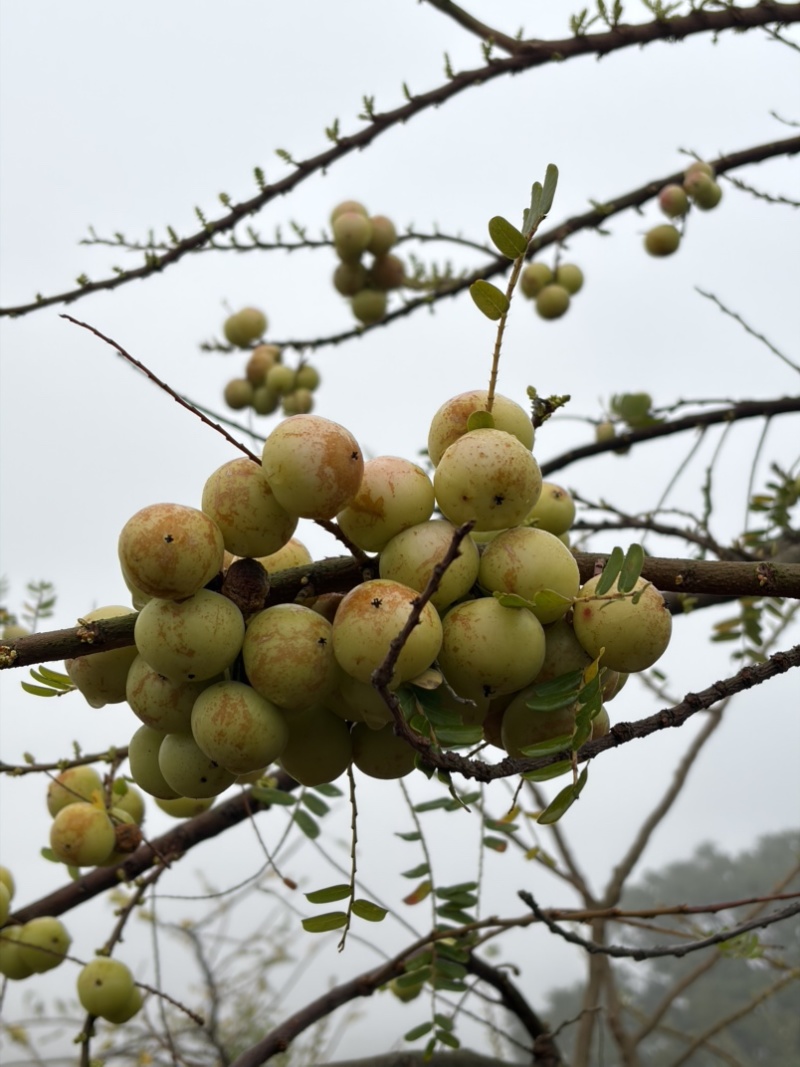 新油甘，反季节果，榨汁果，奶茶店，饮料厂，茶饮店